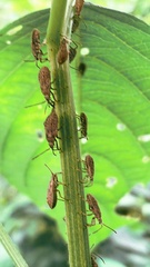 Acanthocoris sordidus