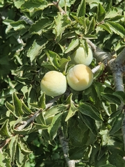 Prunus ursina