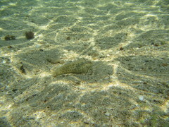 Parablennius sanguinolentus