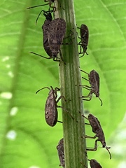 Acanthocoris sordidus