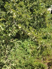 Prunus ursina