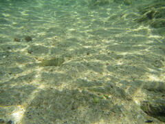 Parablennius sanguinolentus