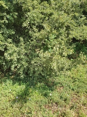 Prunus ursina
