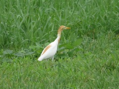 Bubulcus ibis coromandus