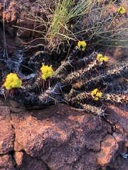Euphorbia aeruginosa