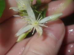 Clematis linearifolia