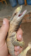 Varanus albigularis microstictus