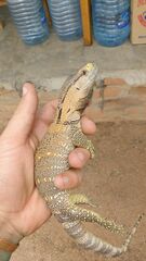 Varanus albigularis microstictus