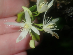 Clematis linearifolia