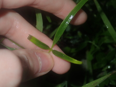 Clematis linearifolia