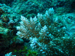 Acropora abrotanoides