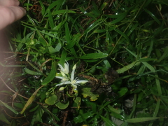 Clematis linearifolia