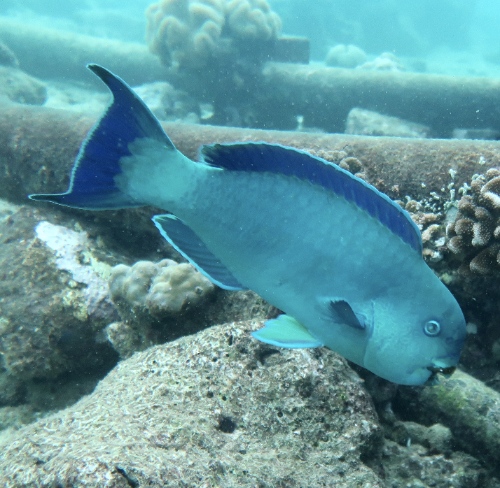 Captain Parrotfish