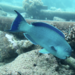 Captain Parrotfish - Photo (c) Adam Smith, some rights reserved (CC BY-NC), uploaded by Adam Smith