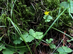 Ranunculus lapponicus