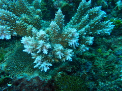 Acropora abrotanoides