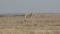 Equus hemionus khur