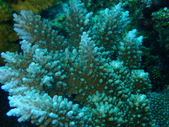 Acropora abrotanoides