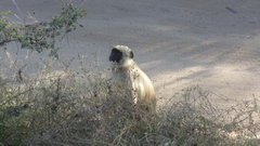 Semnopithecus entellus