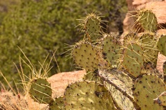 Opuntia chisosensis