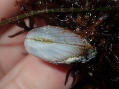 Septifer bilocularis