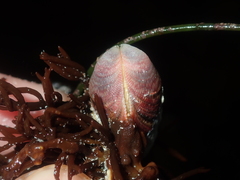 Septifer bilocularis