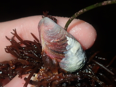Septifer bilocularis