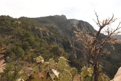 Opuntia chisosensis