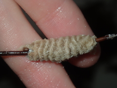 Densipora corrugata