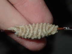 Densipora corrugata