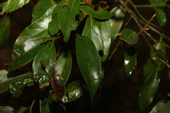 Cryptocarya triplinervis triplinervis