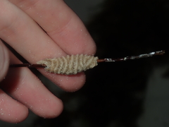 Densipora corrugata