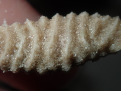 Densipora corrugata