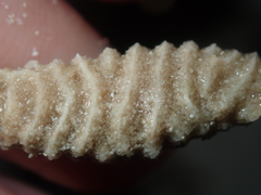 Densipora corrugata