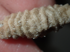 Densipora corrugata
