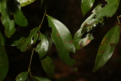 Cryptocarya triplinervis triplinervis