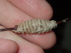 Densipora corrugata