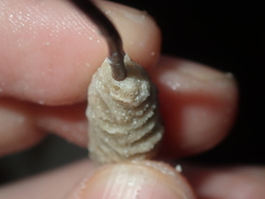 Densipora corrugata