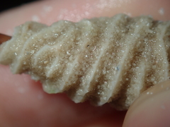 Densipora corrugata