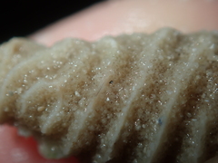 Densipora corrugata