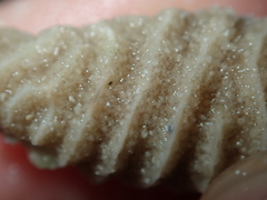 Densipora corrugata