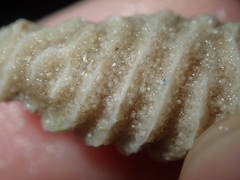 Densipora corrugata