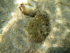 Eriphia verrucosa