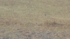 Cursorius coromandelicus