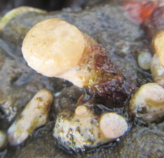 Eudistoma elongatum