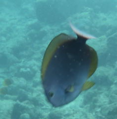 Acanthurus thompsoni