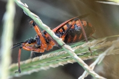 Rhynocoris rubricus