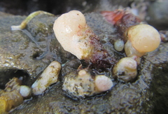 Eudistoma elongatum