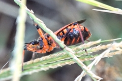 Rhynocoris rubricus