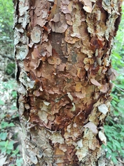 Betula utilis albosinensis